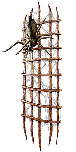 Lycosidae