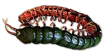 Ryslatha's Coil