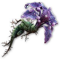 Amor Mandragora